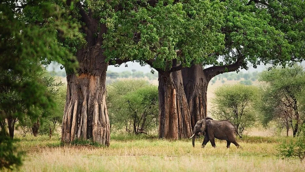 Arusha/Moshi to Tarangire National Park