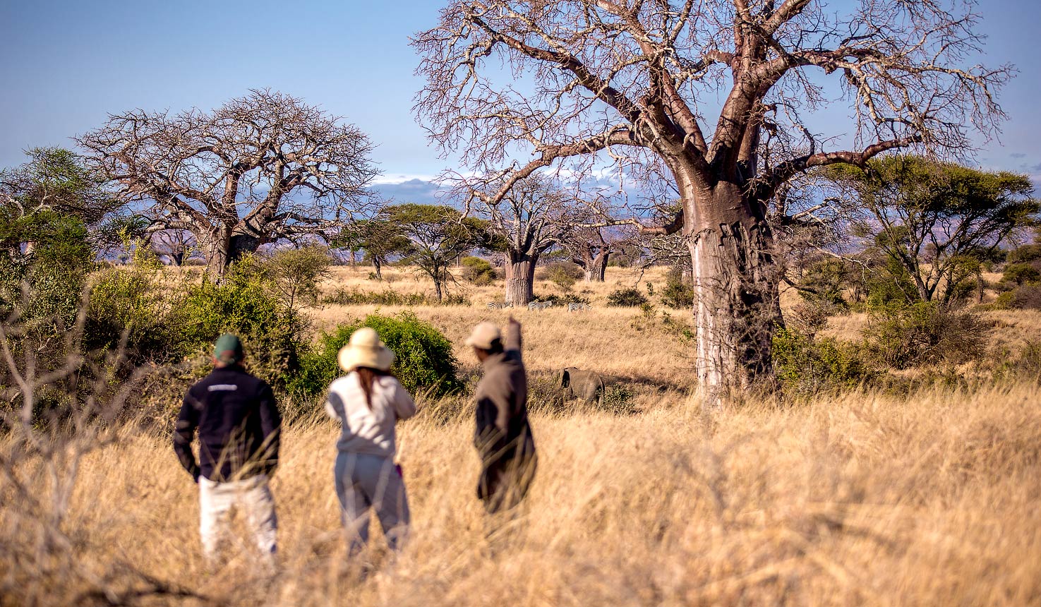 Walking Safari
